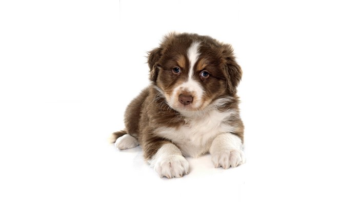 Australian Shepherd Puppy Lying Down