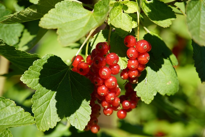 Red Currants on a Branch