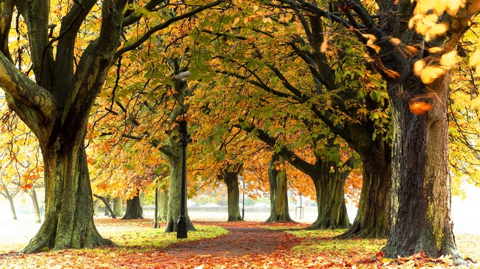 Autumn park pathway lined with trees and fallen leaves