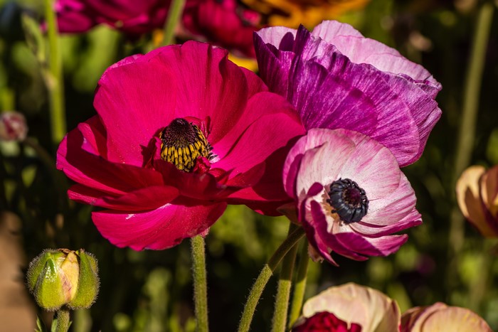 4K Closeup of Ranunculus Flowers