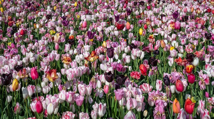 A field of multicolor tulips in bloom