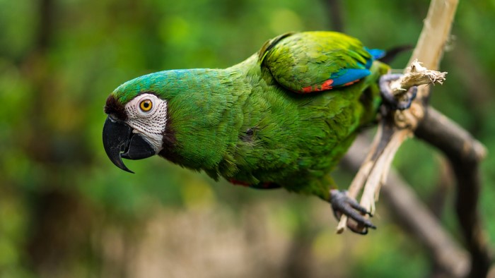 Green Macaw Parrot on a Branch