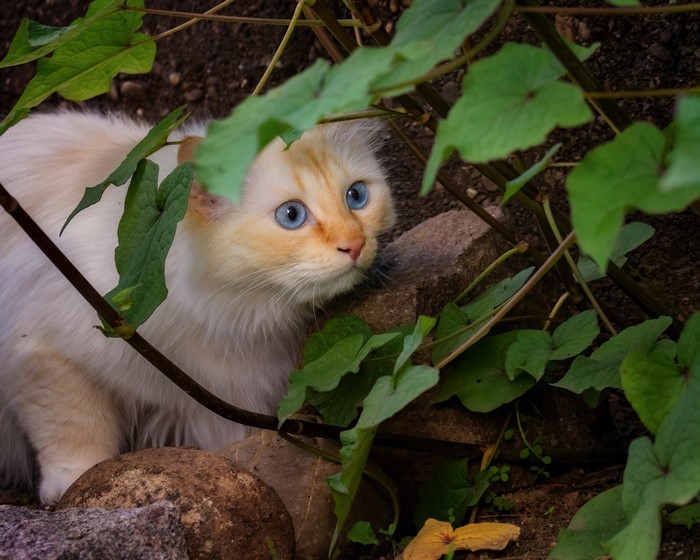 A fluffy white cat with blue eyes peeking through green leaves