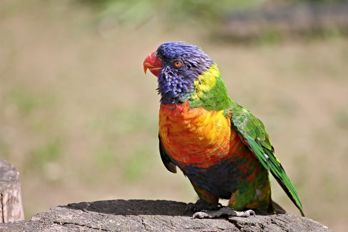 Rainbow Lorikeet perched on a log
