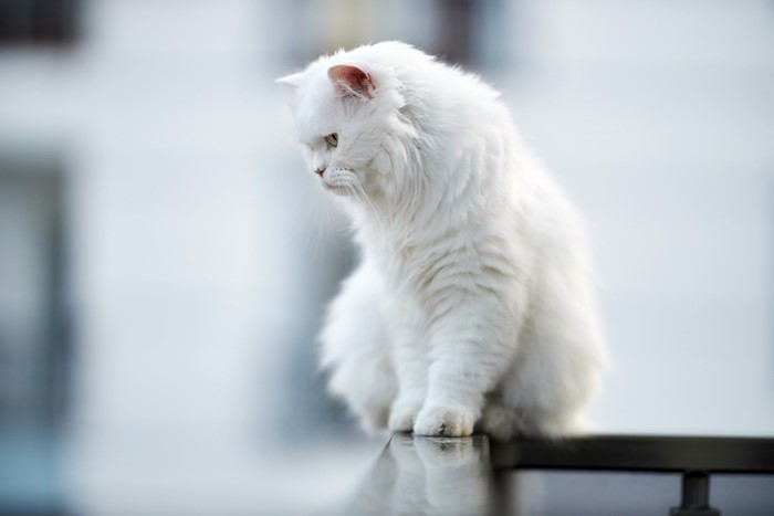 White Fluffy Cat Sitting Outdoors