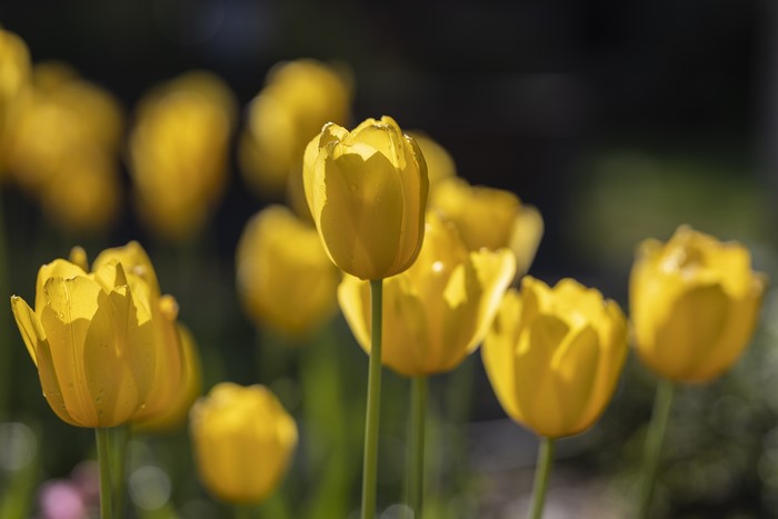 Yellow Tulips with Bokeh