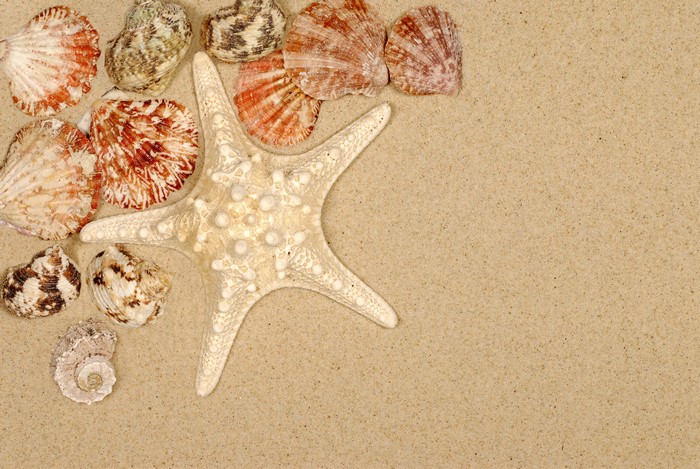 Starfish and Shells on Sand