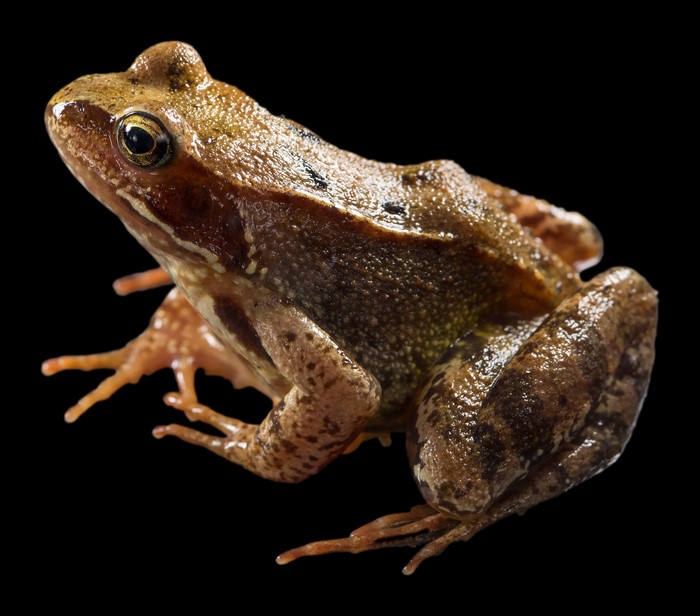 Common Frog on a Black Background