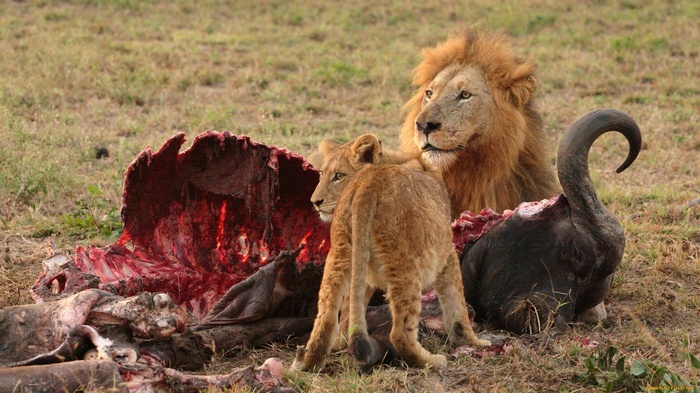 Lions feeding on a carcass in a grassy field