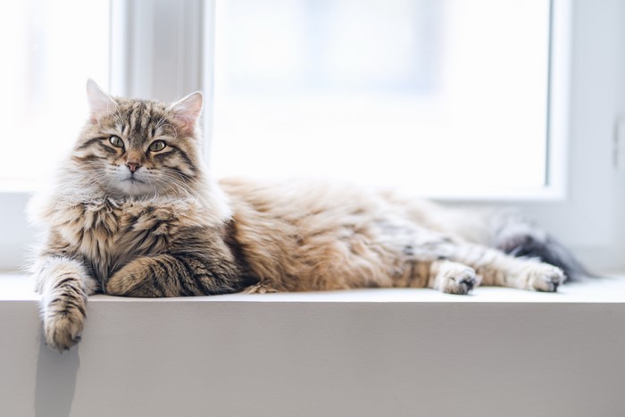 Tabby cat lying on a windowsill
