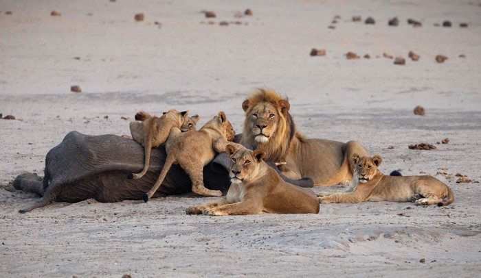 Lions and cubs feeding on a carcass in the sand