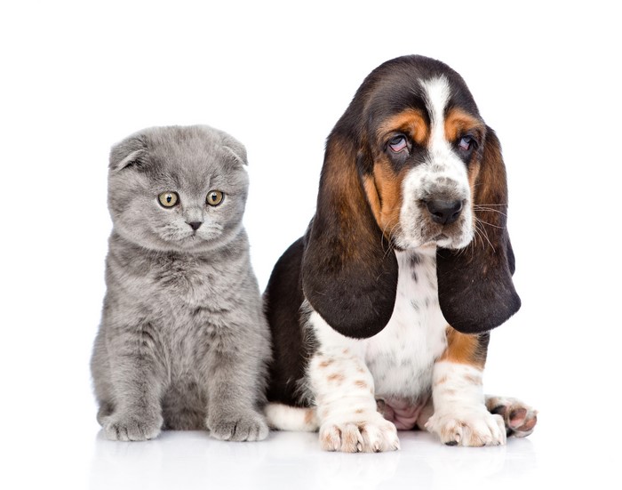 Basset Hound puppy and Scottish Fold kitten