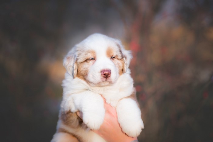 Cute Australian Shepherd Puppy Held in Hands