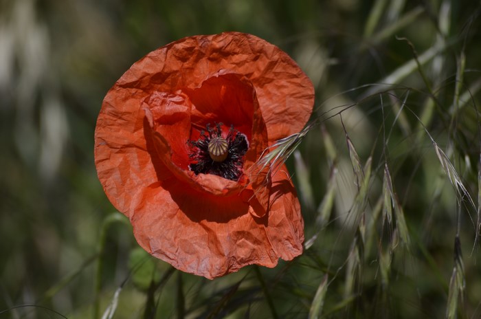Close-up of a red poppy with bokeh background