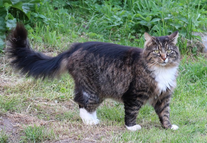 Tabby Cat Standing on Grass