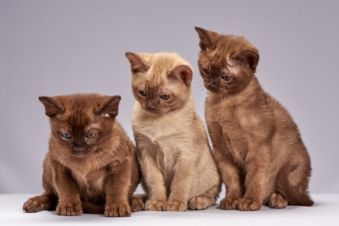 Three brown Burmese kittens
