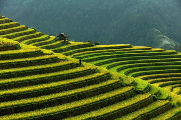 4K, 5K, Mu Cang Chai, rice terraces, Vietnam, Mountains, Fields, HD ...