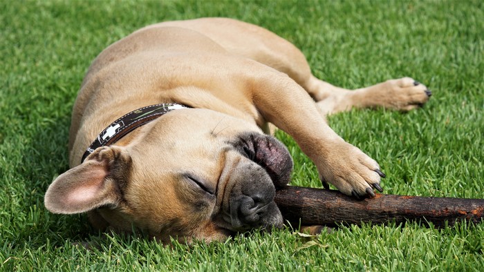 French Bulldog Lying Down on Grass with Stick