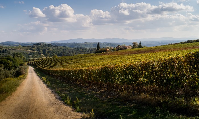 Vineyard road in Tuscany, Italy