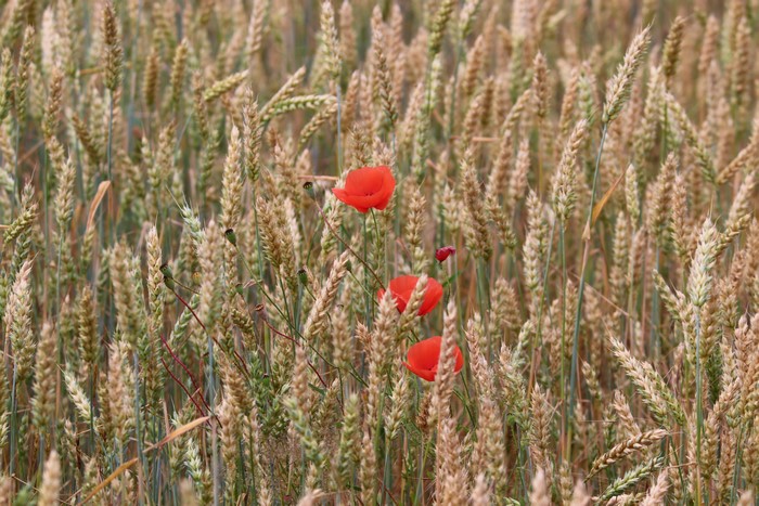 Wheat field with poppies