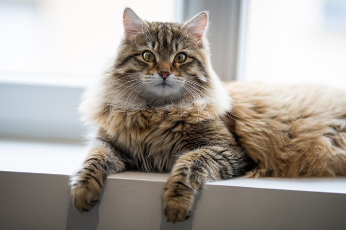 4K Close-Up of Relaxed Cat with Fluffy Paws