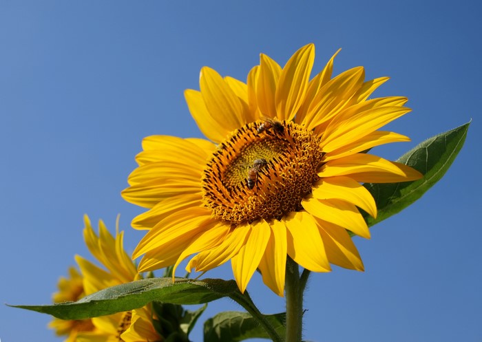 Sunflowers with Bees on a Clear Blue Sky