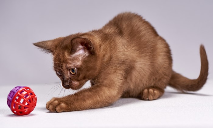 Brown Burmese kitten playing with a ball