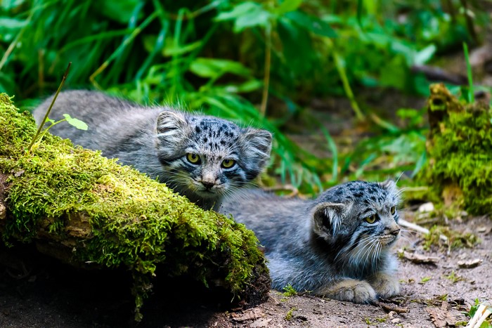 Two Pallas Cats on Mossy Log