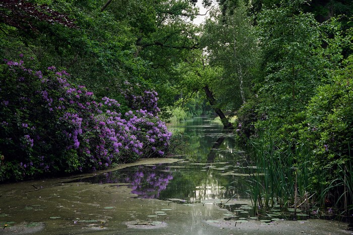 Canal with Rhododendrons in Noord-Holland, Netherlands