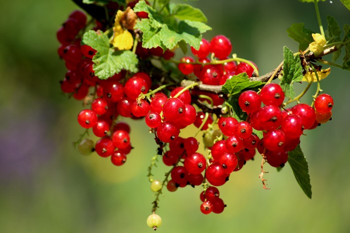 Red Currants on a Branch
