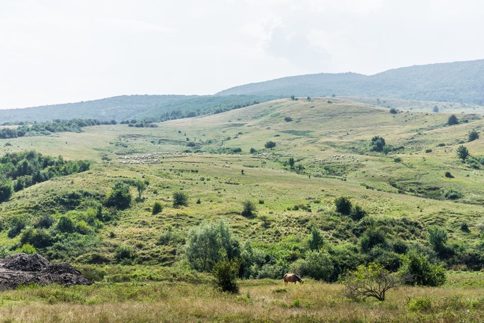 Sheep herd and horse in a hilly landscape