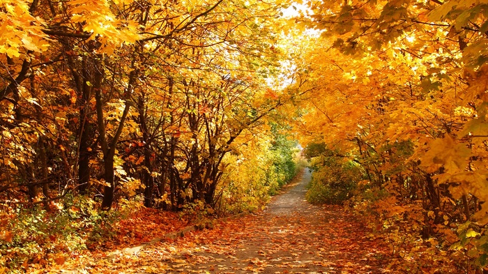 Autumn path lined with golden trees and fallen leaves