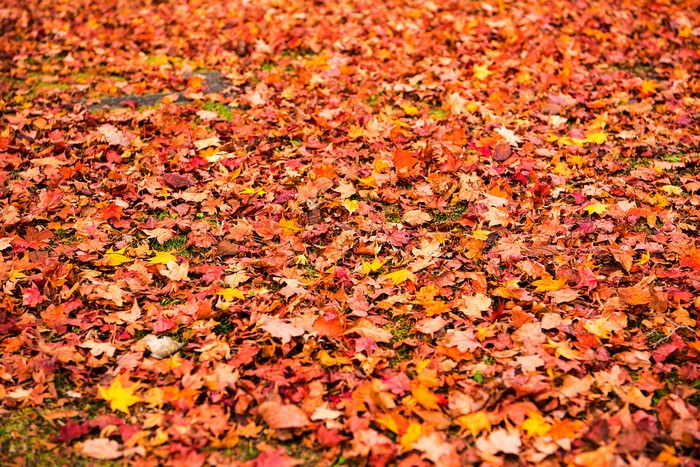 Autumn Maple Foliage Texture