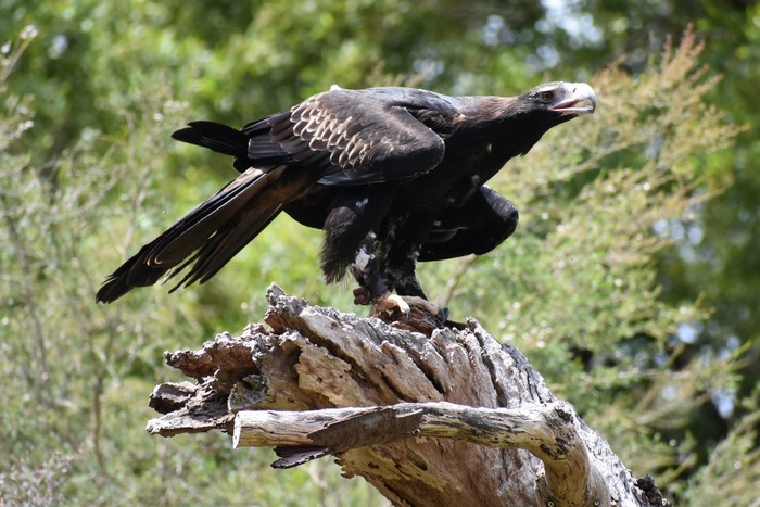 Wedge-tailed eagle perched on a dead tree stump