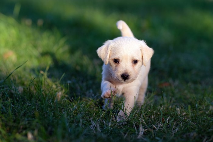 White Labrador Retriever Puppy Walking on Grass