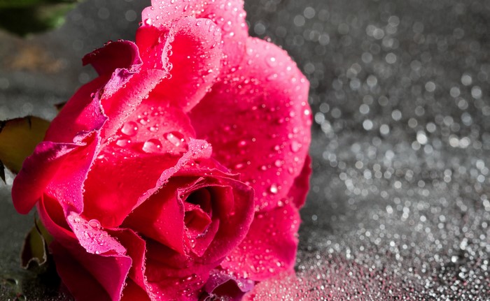 4K Red Rose with Water Drops