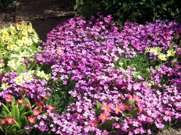 Aubretia and Primula flowers in a garden