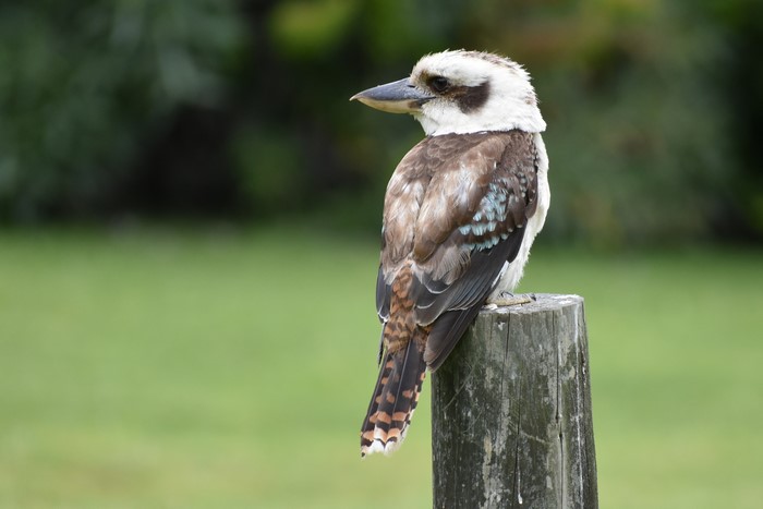 Kookaburra perched on a wooden post