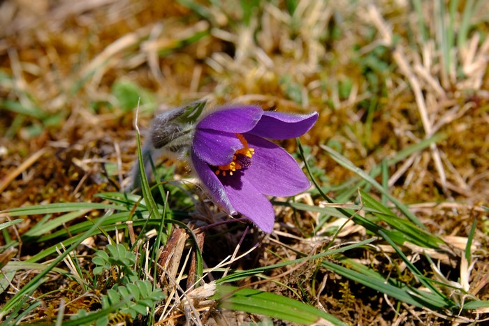 Purple Pulsatilla flower in grass
