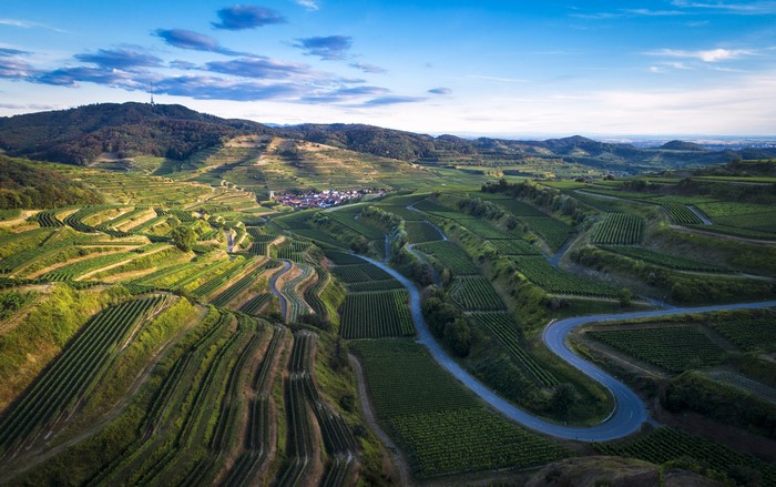 Terraced vineyards on Kaiserstuhl hills in Germany