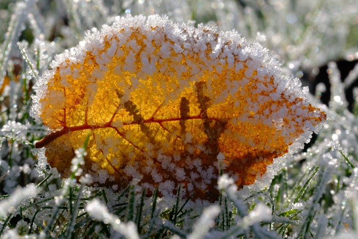 Close-up of a frosted autumn leaf on grass