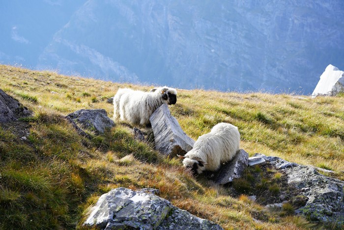 Two Valais Blacknose Sheep on a Grassy Hillside