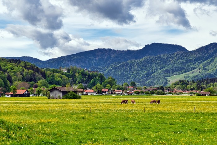 Cows grazing in a Bavarian village with mountains