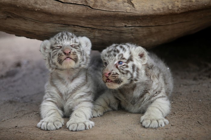 Two white tiger cubs lying under a log