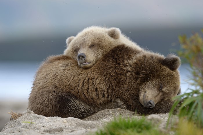 Two Brown Bear Cubs Sleeping Together