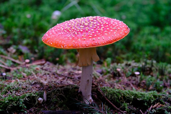 Red Amanita Mushroom in Forest