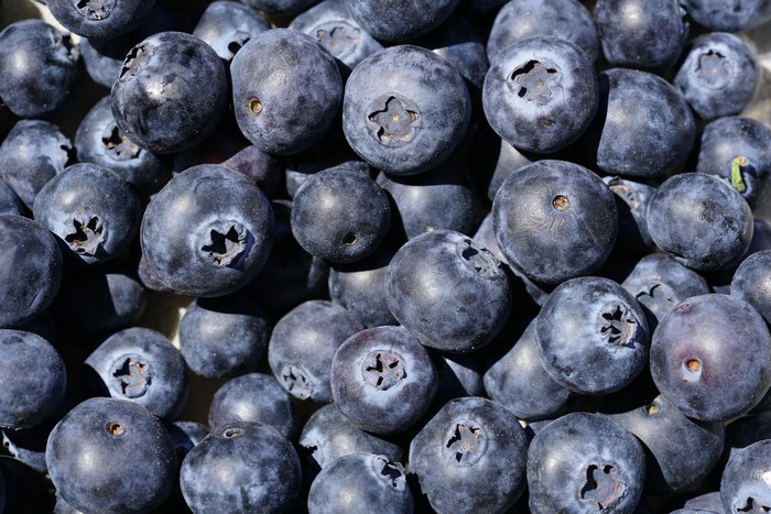 Blueberries closeup