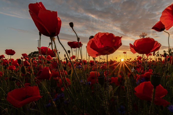 Field of poppies at sunset with sun rays
