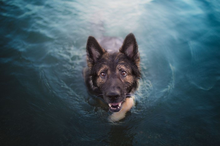 German Shepherd Dog Swimming in Water