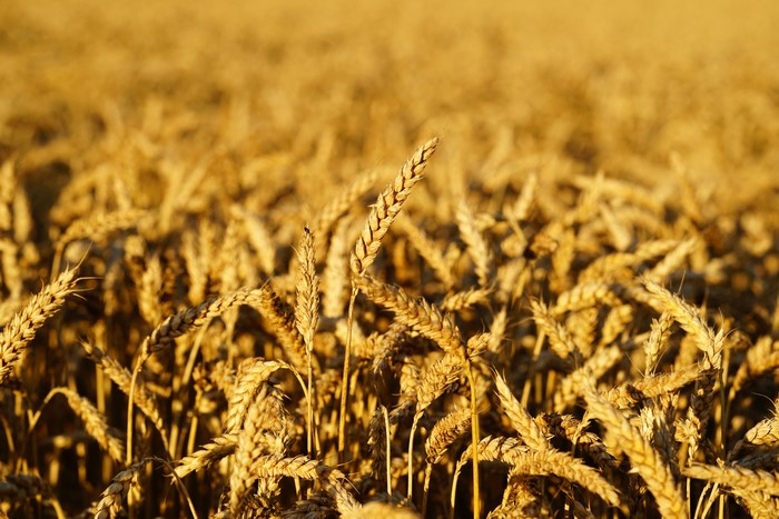 Wheat Field in Golden Sunlight